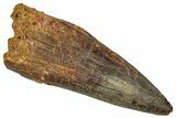 Fossil Spinosaurus Tooth - Robust Tooth #352982-1